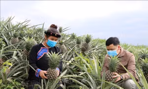 Hướng đi hiệu quả của đồng bào dân tộc thiểu số ở vùng đất khó Kbang