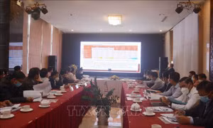 Hơn 49.000 ha đạt đủ các tiêu chí của quy trình sản xuất cà phê bền vững
