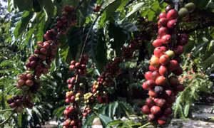 Hiệu quả từ trồng xen cây trong vườn cà phê