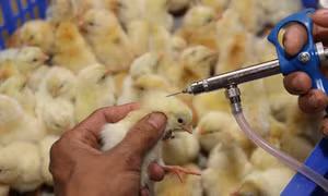 Khẩn trương rà soát việc tiêm phòng vaccine trên đàn gia súc, gia cầm