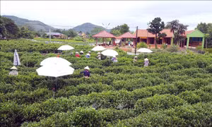 Vùng chè nguyên liệu 10 ha đạt tiêu chuẩn VietGAP tại Tân Cương. Ảnh: Trần Trang-TTXVN