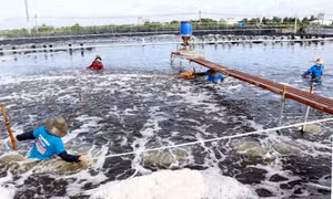 Liên kết chuỗi để phát triển ngành tôm bền vững ở Sóc Trăng