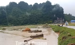 Tuyên Quang: Hàng trăm ha lúa và hoa màu bị thiệt hại do ảnh hưởng của vùng thấp suy yếu từ bão số 3