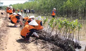 Trà Vinh khởi động Dự án phục hồi rừng ngập mặn 