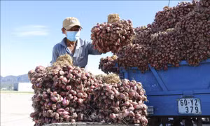 Nông dân Ninh Thuận phấn khởi khi hành tím được giá cao 