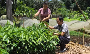 Phát triển kinh tế và làm giàu từ rừng ở Lai Châu