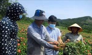 Hiệu quả cao từ trồng sâm Báo ở Thanh Hóa