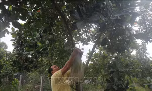 Tiền Giang: Nông dân nhạy bén, tạo dựng cơ nghiệp bền vững