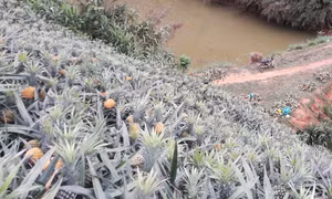 Lào Cai tháo gỡ khó khăn cho người trồng dứa