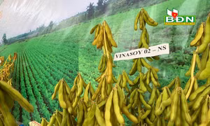 Giống đậu nành Vinasoy 02-NS cho năng suất 2,5-3 tấn/ha. Nguồn: baodaknong.org.vn