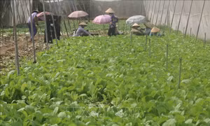Nhân rộng mô hình trồng màu hiệu quả ở Tiền Giang