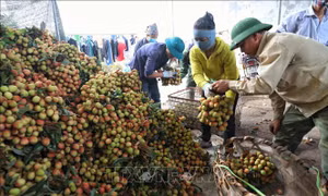 Xây dựng và bảo hộ nhãn hiệu, chỉ dẫn địa lý đối với sản phẩm vải thiều chín sớm Tân Yên
