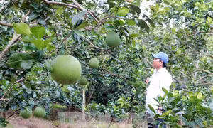Bưởi da xanh Bến Tre được cấp giấy chứng nhận đăng ký chỉ dẫn địa lý. Ảnh: Trần Thị Thu Hiền/TTXVN