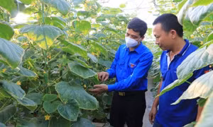 Anh Bùi Xuân Quế khởi nghiệp từ nông nghiệp công nghệ cao