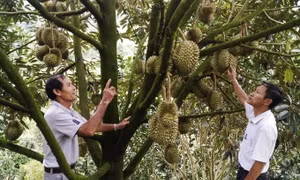 Sầu riêng tại miền núi Khánh Hoà được giá