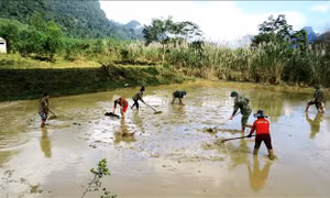 Vụ lúa mới đồng bào người Rục dưới chân núi Trường Sơn
