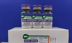 Vaccine thử nghiệm NAVET-ASFVAC. Ảnh: baodautu.vn