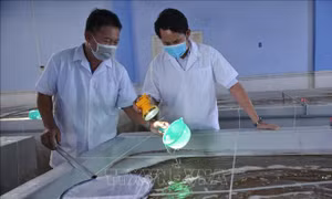 Trang trại sản xuất tôm giống theo công nghệ cao của Công ty cổ phần đầu tư S.6 (xã Tri Hải, huyện Ninh Hải). Ảnh: Nguyễn Thành – TTXVN