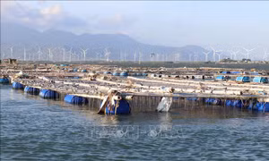 Ninh Thuận nâng cao hiệu quả kinh tế từ nghề nuôi biển