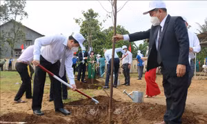 Lãnh đạo tỉnh Phú Yên trồng cây tại Lễ phát động “Tết trồng cây đời đời nhớ ơn Bác Hồ”. Ảnh: TTXVN
