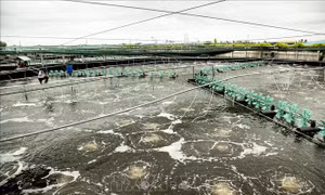 Bến Tre phát triển ngành tôm theo hướng hợp tác liên kết chuỗi giá trị sản phẩm