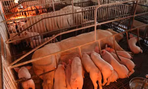 Toàn huyện hiện có tổng đàn 260.000 con. 