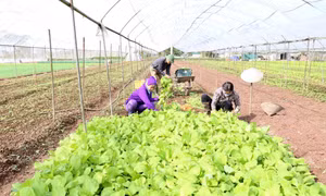 Hợp tác xã rau Chúc Sơn ở thôn Giáp Ngọ, thị trấn Chúc Sơn (Hà Nội) có diện tích khoảng gần 25 ha sản xuất rau màu theo tiêu chuẩn VietGAP, dự kiến dịp Tết Canh Tý cung cấp cho thị trường Thủ đô khoảng gần 50 tấn rau, củ các loại. Ảnh: Vũ Sinh