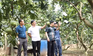 Yên Sở hướng tới xã nông thôn mới nâng cao