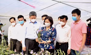Phó Bí thư Thường trực Thành ủy Hà Nội Nguyễn Thị Tuyến cùng đoàn công tác đi thăm cơ sở sản xuất hoa lan công nghệ cao tại xã Mỹ Hưng, huyện Thanh Oai.