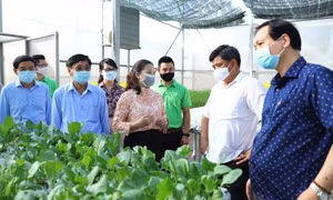 Hiệu quả kinh tế từ cơ cấu lại ngành nông nghiệp Hà Nội