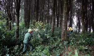 Người dân xã Tây Sơn, huyện Kỳ Sơn (Nghệ An) chăm sóc bảo vệ rừng Pơ mu, Sa mu quý hiếm rộng gần 100 ha. Ảnh: Văn Tý-TTXVN