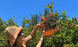 Đến Ninh Sơn trải nghiệm du lịch sinh thái nông nghiệp