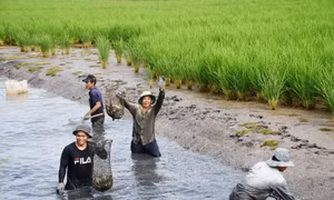 Phát triển mô hình sản xuất tôm - lúa đạt chứng nhận quốc tế