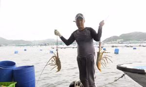 Những ông chủ tôm hùm giàu có tại Khánh Hòa