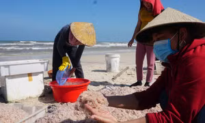 Ngư dân bãi ngang Quảng Bình trúng vụ ruốc biển