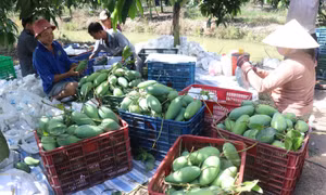 Thu hoạch xoài Đài Loan tại nhà vườn xã Tân Mỹ, huyện Thanh Bình (Đồng Tháp). Ảnh: Nguyễn Văn Trí - TTXVN
