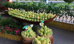 Phát triển chỉ dẫn địa lý Cao Lãnh cho sản phẩm xoài