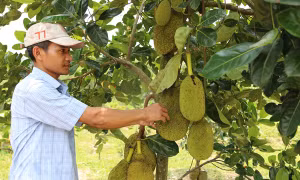 Đảng viên Đinh Kni chia sẻ kinh nghiệm thoát nghèo bền vững