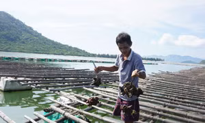 Tôm hùm, hàu chết bất thường tại Khánh Hòa 