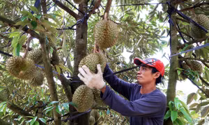 Đồng Nai: Chấn chỉnh bất cập ở các vùng trồng nông sản phục vụ xuất khẩu