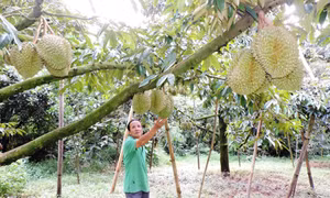Kon Tum định hình phát triển cây ăn quả