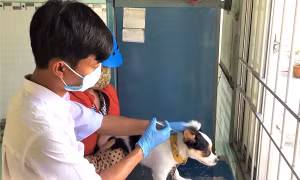 Phú Thọ khống chế, ngăn ngừa bệnh dại trên đàn chó, mèo