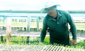 Nhân rộng các mô hình sản xuất nông sản an toàn