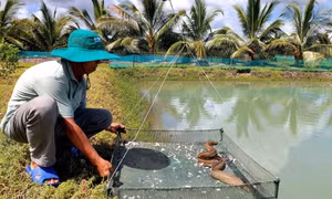 Phát triển mô hình nuôi cá gắn với bảo vệ vùng ngọt hóa ở xã Tân Thành