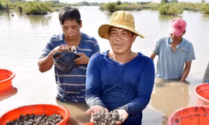 Thu nhập hàng trăm triệu đồng từ mô hình "con tôm ôm sò huyết"