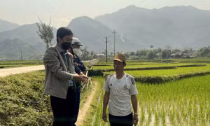 Lai Châu tập trung phòng, trừ sâu bệnh hại lúa Đông Xuân