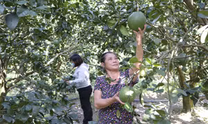 Khánh Hòa còn nhiều khó khăn trong công tác giảm nghèo
