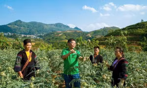 Cây dược liệu được trồng nhiều ở Sa Pa, Bắc Hà, Si Ma Cai, Bát Xát (Lào Cai) với nhiều loài quý. Ảnh: nongnghiep.vn