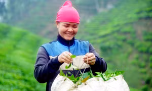 Sơn La: Phát triển thương hiệu và nâng cao giá trị sản phẩm chè