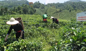 Kinh tế tập thể, hợp tác xã phát huy hiệu quả tại Lào Cai